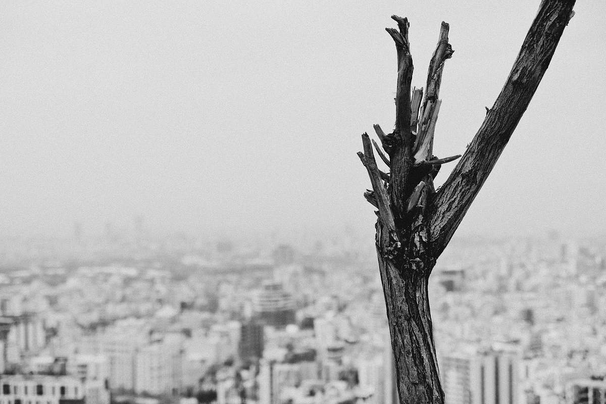 tree stump grayscale photo of tree branch art